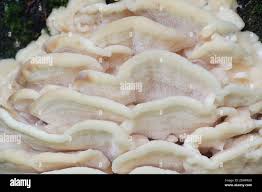 Attēlu rezultāti vaicājumam “Climacodon septentrionalis”