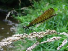 Attēlu rezultāti vaicājumam “Calopteryx virgo female”