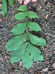 Attēlu rezultāti vaicājumam “Carya cordiformis”