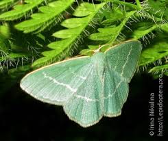 Attēlu rezultāti vaicājumam “Chlorissa viridata”