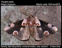 Attēlu rezultāti vaicājumam “Thyatira batis imago”