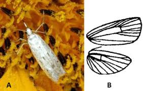 Attēlu rezultāti vaicājumam “Pyralididae”