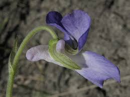 Attēlu rezultāti vaicājumam “Viola rupestris flower”