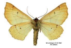 Attēlu rezultāti vaicājumam “Crocallis elinguaria”