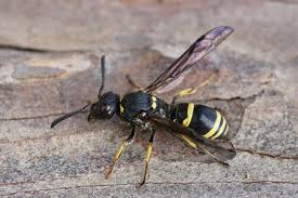 Attēlu rezultāti vaicājumam “Ancistrocerus sp. male”