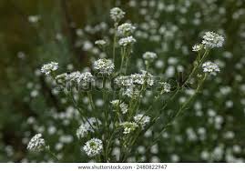 Attēlu rezultāti vaicājumam “Berteroa incana”