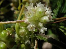 Attēlu rezultāti vaicājumam “Cuscuta europaea flower”
