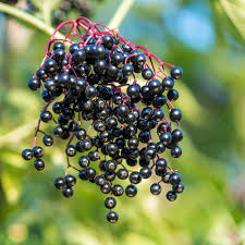 Attēlu rezultāti vaicājumam “Sambucus nigra fruit”