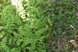 Attēlu rezultāti vaicājumam “Berula erecta leaf”