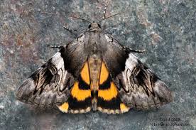 Attēlu rezultāti vaicājumam “Catocala fulminea”