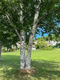 Attēlu rezultāti vaicājumam “Betula papyrifera”