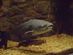 Image result for Ictalurus furcatus