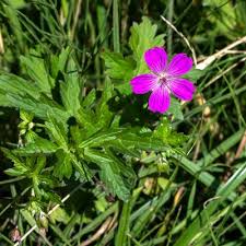 Attēlu rezultāti vaicājumam “Geranium palustre fruit”
