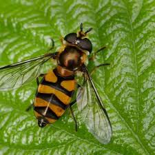 Attēlu rezultāti vaicājumam “Didea alneti”