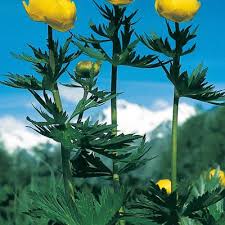 Attēlu rezultāti vaicājumam “Trollius europaeus fruit”