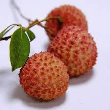 Image result for Litchi chinensis