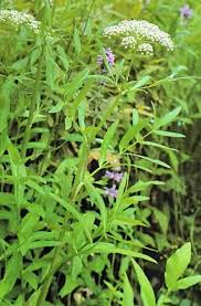 Attēlu rezultāti vaicājumam “Sium latifolium”