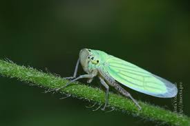 Attēlu rezultāti vaicājumam “Cicadella viridis female”