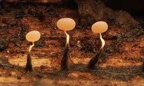 Attēlu rezultāti vaicājumam “Physarum leucophaeum sessile”