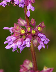 Attēlu rezultāti vaicājumam “Salvia verticillata flower”