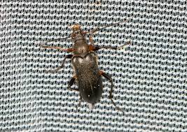 Attēlu rezultāti vaicājumam “Cortodera femorata”