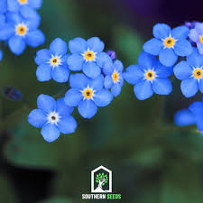 Image result for Myosotis sylvatica