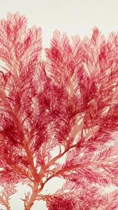 Attēlu rezultāti vaicājumam “Rhodophyta”