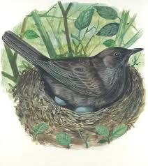 Attēlu rezultāti vaicājumam “Turdus merula eggs”