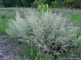 Image result for Artemisia absinthium