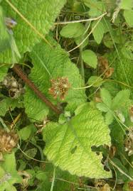 Attēlu rezultāti vaicājumam “Salvia verticillata leaf”