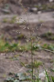 Attēlu rezultāti vaicājumam “Poa palustris leaf”