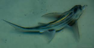 Image result for Callorhinchus capensis