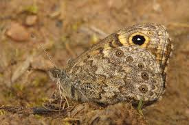 Attēlu rezultāti vaicājumam “Lasiommata megera underside”
