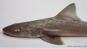 Image result for Mustelus asterias