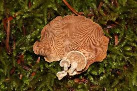 Attēlu rezultāti vaicājumam “Panellus stipticus”