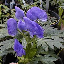 Attēlu rezultāti vaicājumam “Aconitum napellus flower”