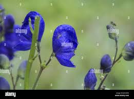 Attēlu rezultāti vaicājumam “Aconitum napellus bud”