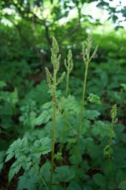 Attēlu rezultāti vaicājumam “Astilbe chinensis leaf”