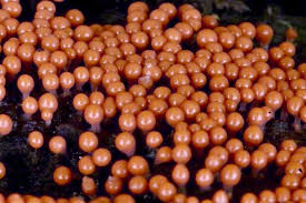 Attēlu rezultāti vaicājumam “Hemitrichia decipiens var. hemitrichoides”