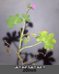 Attēlu rezultāti vaicājumam “Geranium molle”
