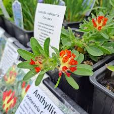 Attēlu rezultāti vaicājumam “Anthyllis arenaria”