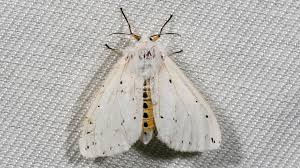 Attēlu rezultāti vaicājumam “Spilosoma lubricipeda”