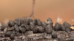 Attēlu rezultāti vaicājumam “Lycogala asperum macro”