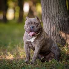 Image result for Bulldogs Power and strength