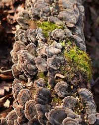 Attēlu rezultāti vaicājumam “Xylaria longipes”