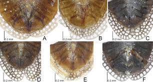 Attēlu rezultāti vaicājumam “Acalypta carinata”