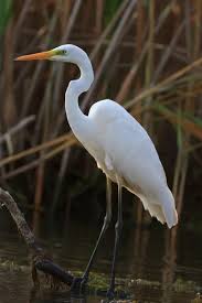 Attēlu rezultāti vaicājumam “Egretta alba”