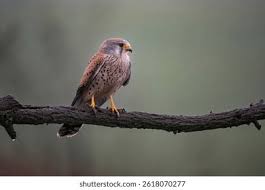 Attēlu rezultāti vaicājumam “Falco tinnunculus”