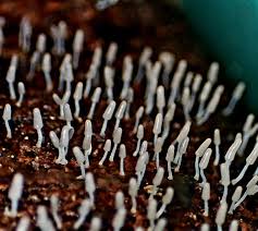 Attēlu rezultāti vaicājumam “Arcyria cinerea stalked”