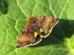 Attēlu rezultāti vaicājumam “Panemeria tenebrata”